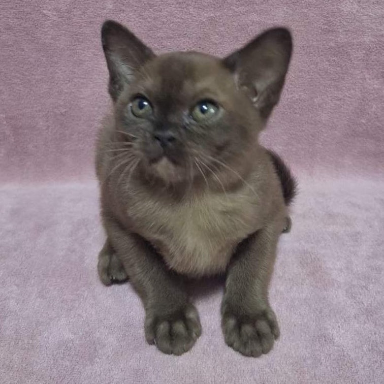 Hanna Burmese female, black