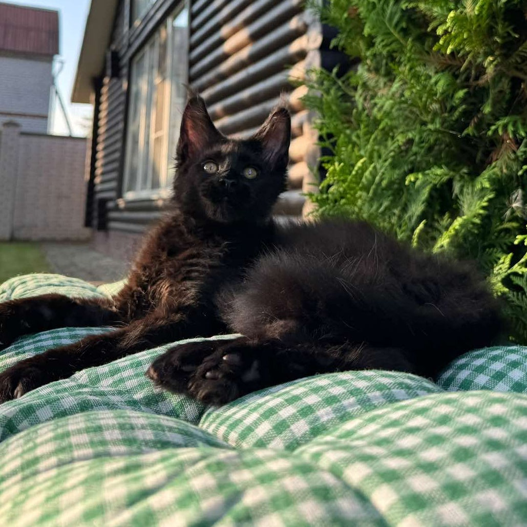 Hermes Maine Coon male, black silver