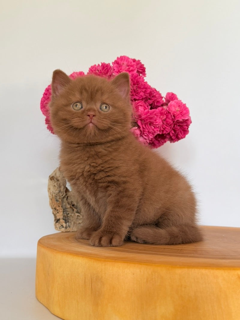 Finn British Shorthair male, cinnamon