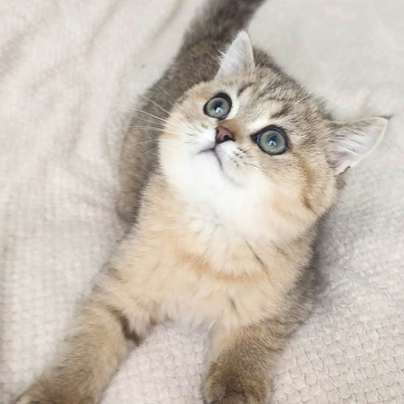 Kababis British Shorthair male, black golden ticked tabby