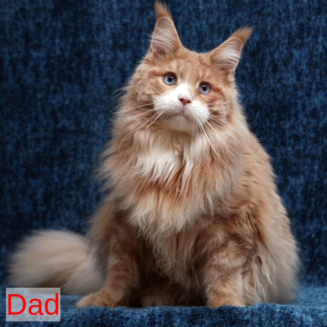 Robson Maine Coon male, black tabby bicolour