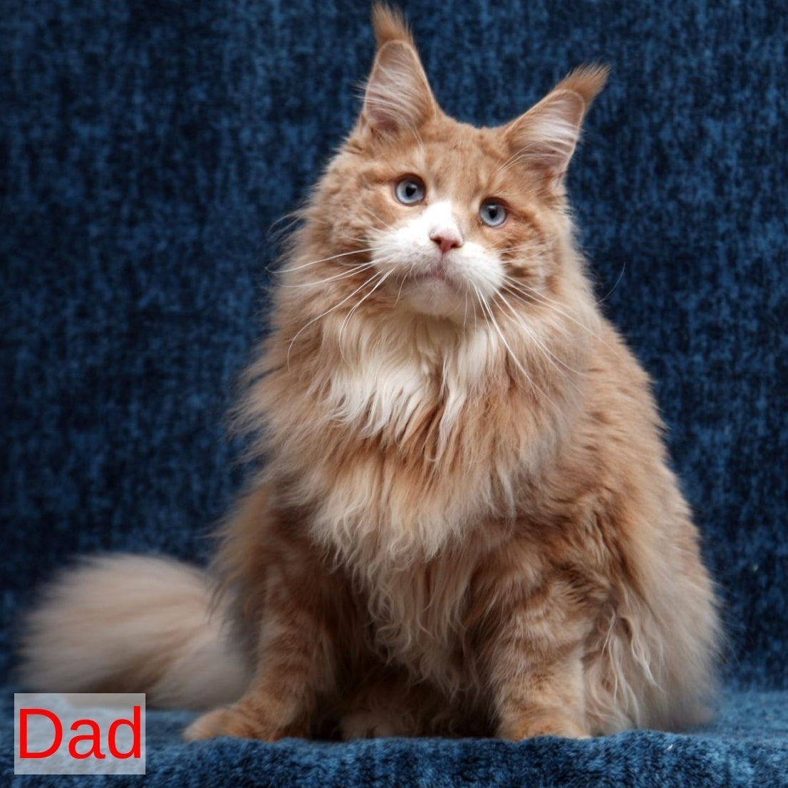 Sienna Maine Coon female, black tortie tabby bicolour