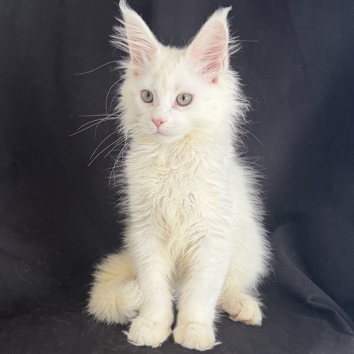 Baron Maine Coon male, white