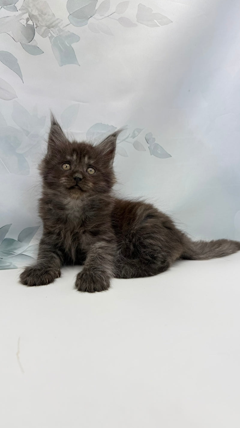 Angor Maine Coon male, black silver