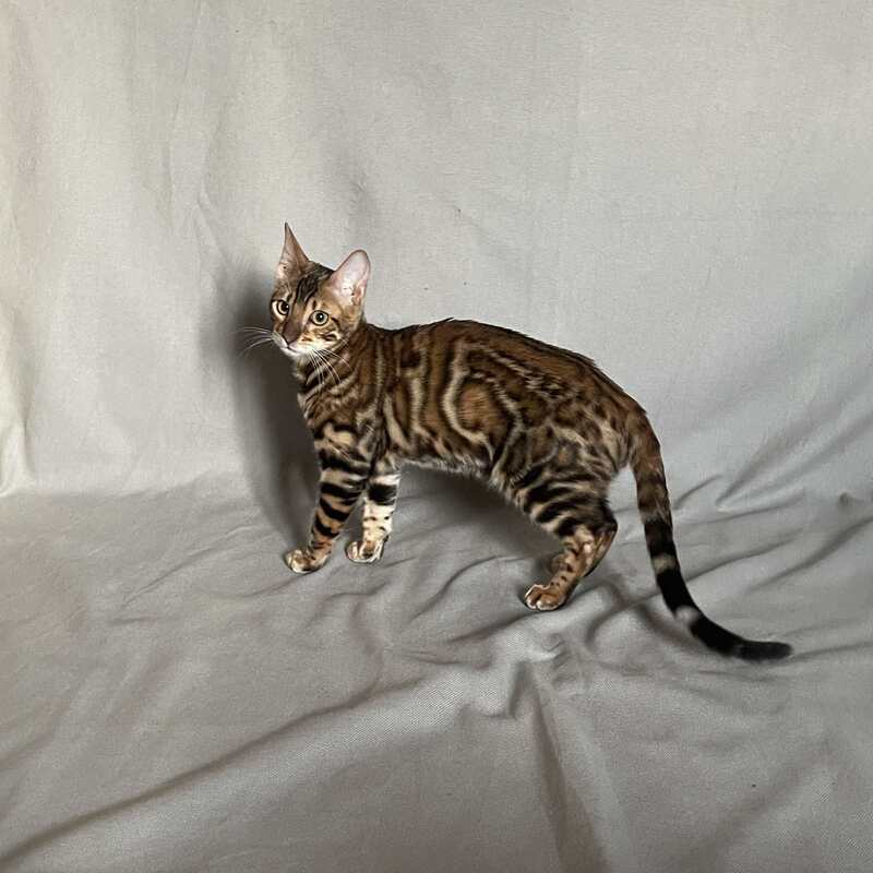 Joker Bengal male, black spotted tabby