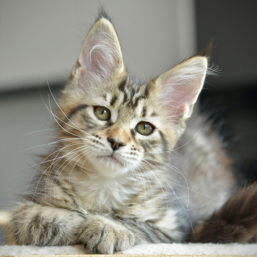 Yathana Maine Coon female, black tabby