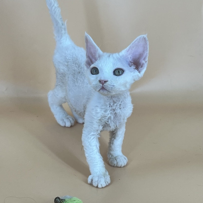 Alma Devon Rex female, white