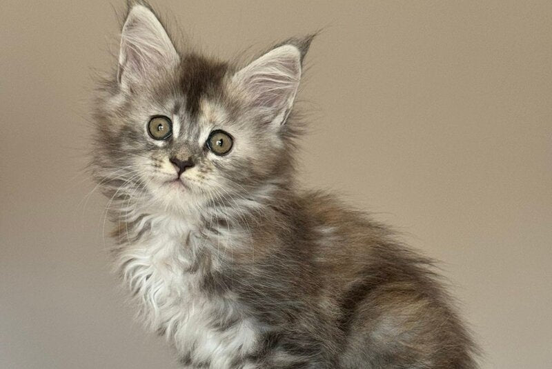 Ohana Maine Coon female, blue tortie with white tabby