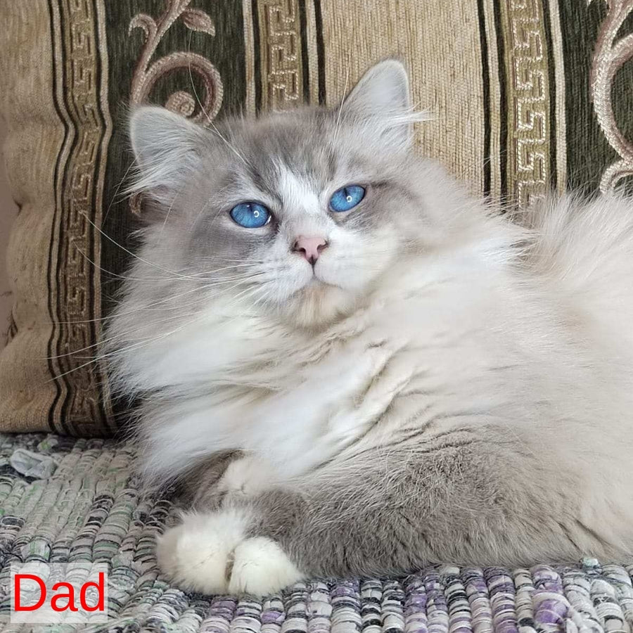 Kovboj Siberian male, blue tabby pointed with white