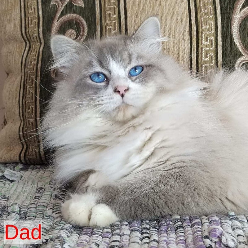 Jora Siberian male, black tabby pointed with white