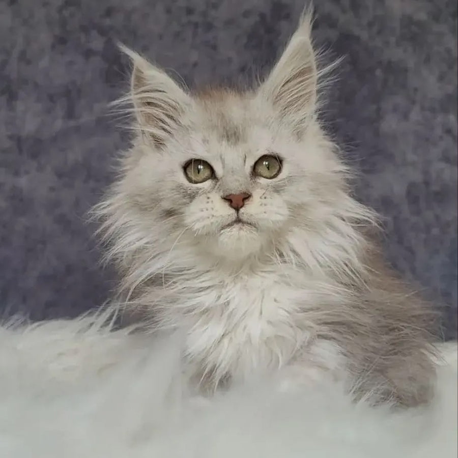 Harold Maine Coon polydactyl 6x6x6x6 male, black silver tabby