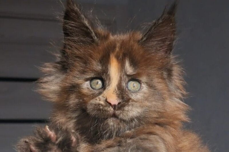 Koketka Maine Coon female black tortie live animals