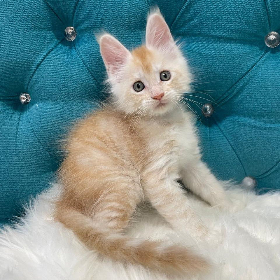 Timofey Maine Coon male, red silver