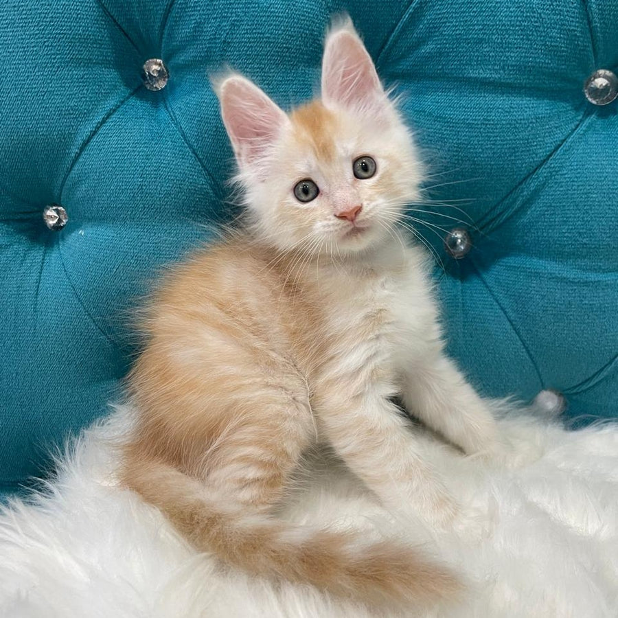 Timofey Maine Coon male, red silver