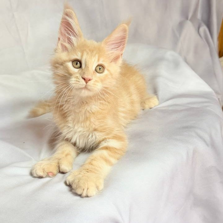 Lyndon Maine Coon polydactyl 5x5x6x6 male, cream silver tabby
