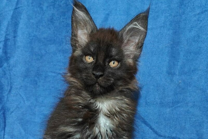 Yaroslav Maine Coon male, black silver
