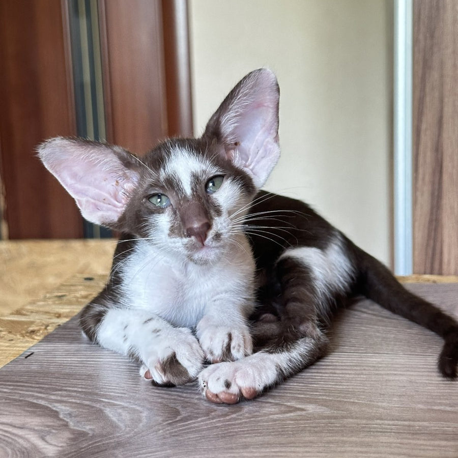 Malva Oriental Shorthair female, chocolate bicolour