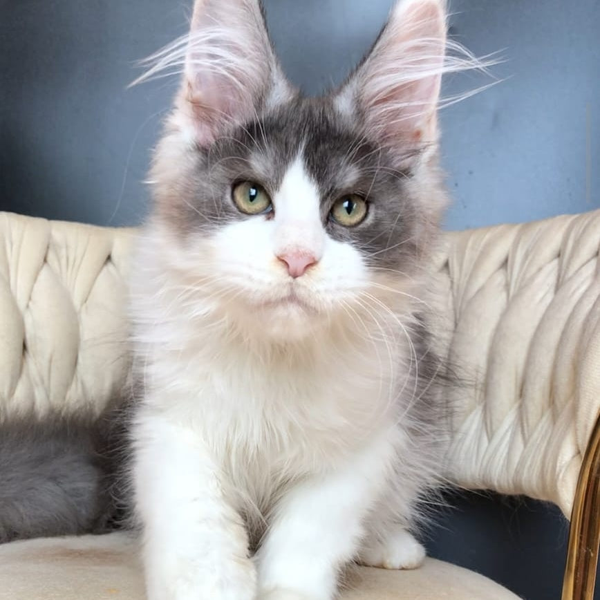 Casanova Maine Coon male, black silver bicolour
