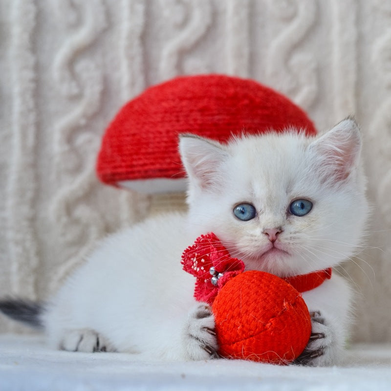 Hailey British Shorthair female, black golden shaded pointed