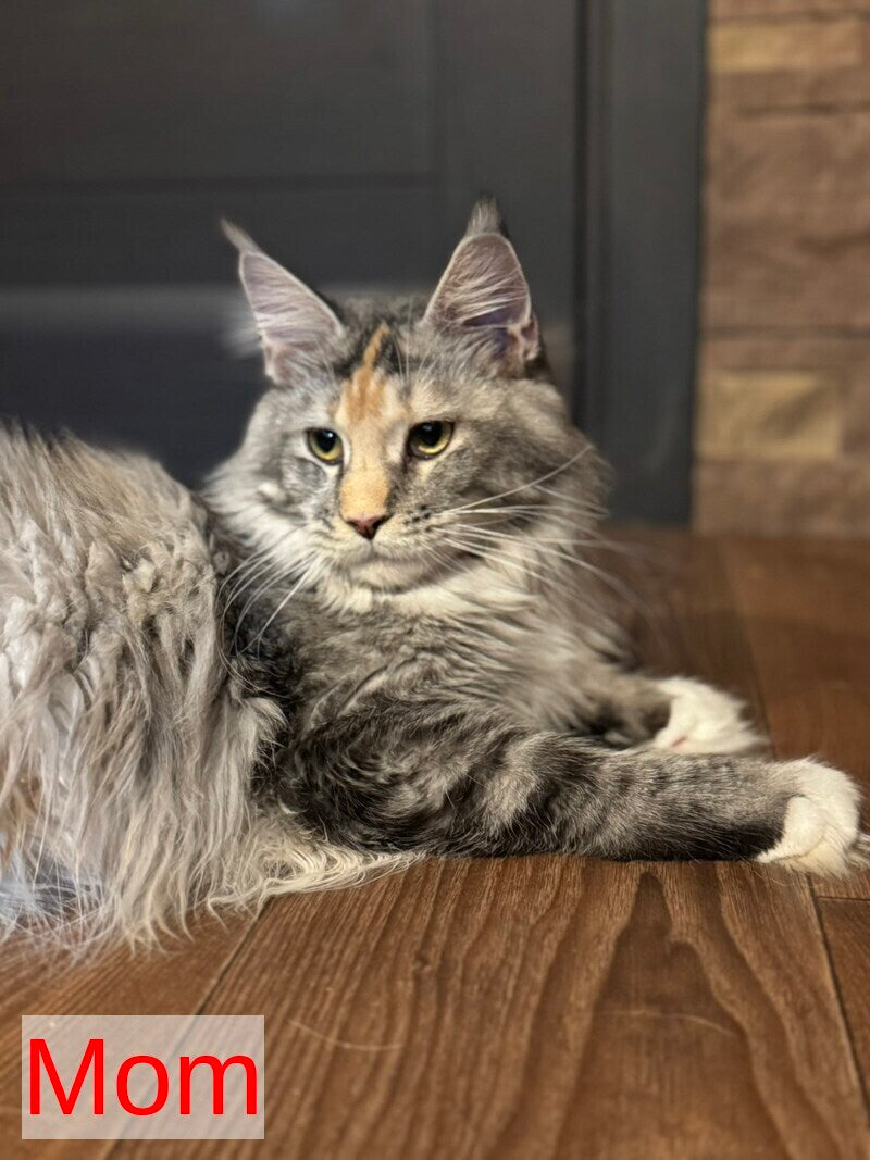 Indiana Maine Coon female black tortie tabby mitted live animals