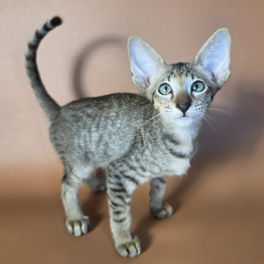 Gideon Oriental Shorthair male, black spotted tabby