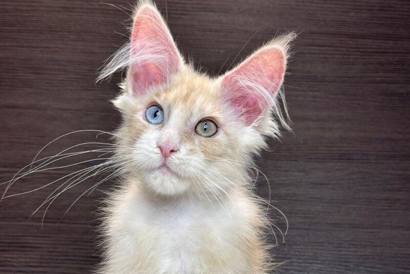 Melvin Maine Coon male cream silver with white - live animals