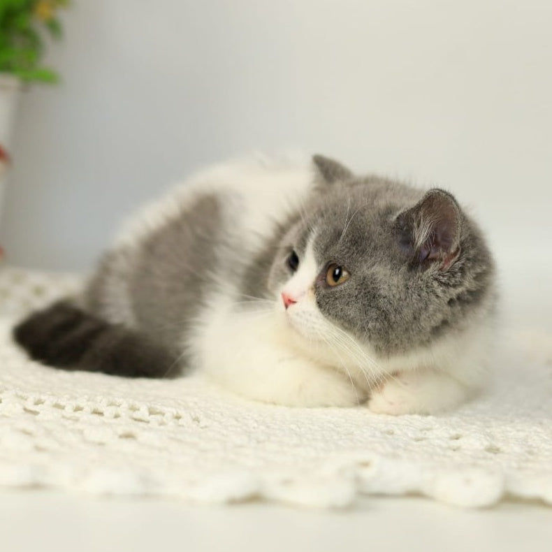 Mihael British Shorthair male, blue bicolour