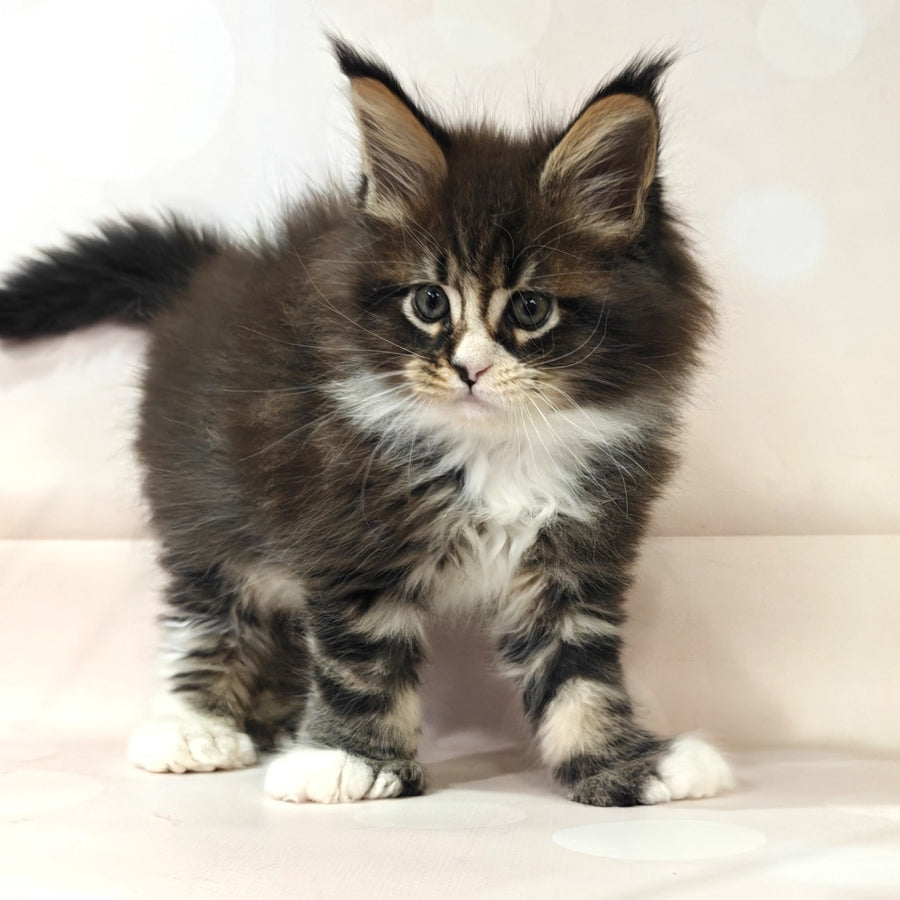 Cosmos Maine Coon polydactyl 6x6x6x6 male, black tabby with white