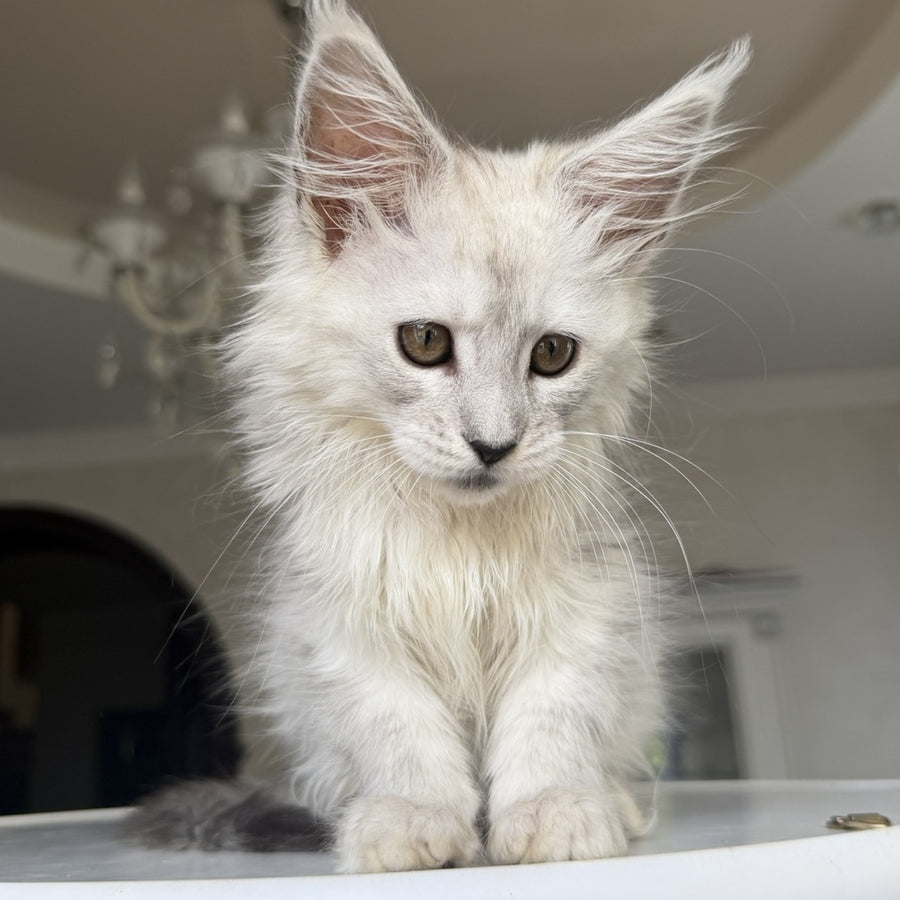Diora Maine Coon female, black silver shaded