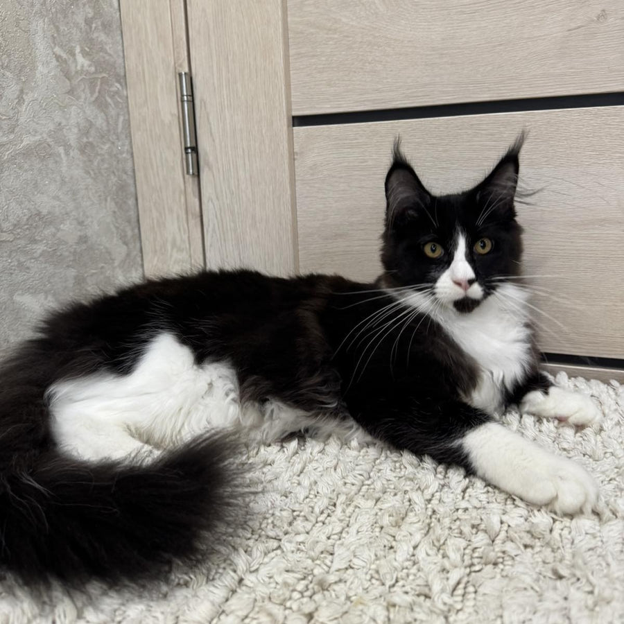 Sandra Maine Coon female, black silver bicolour