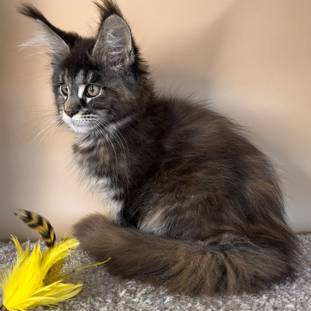 Sally Maine Coon female, black tortie tabby
