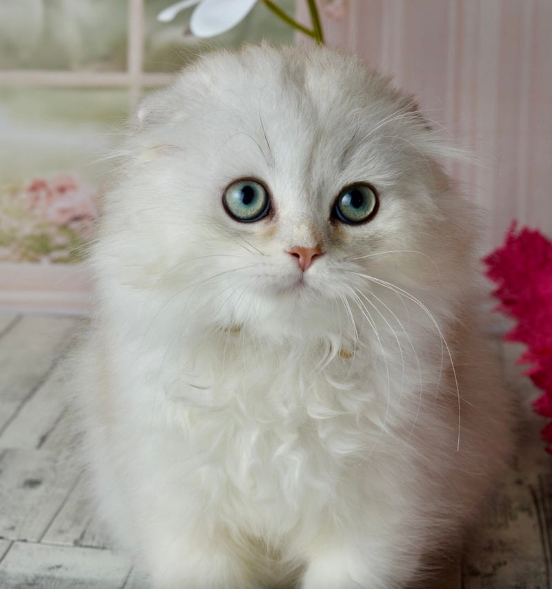 Ronnie Scottish Fold male black silver shaded - live animals