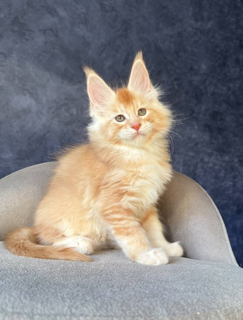 Hamelin Maine Coon male, red silver ticked tabby
