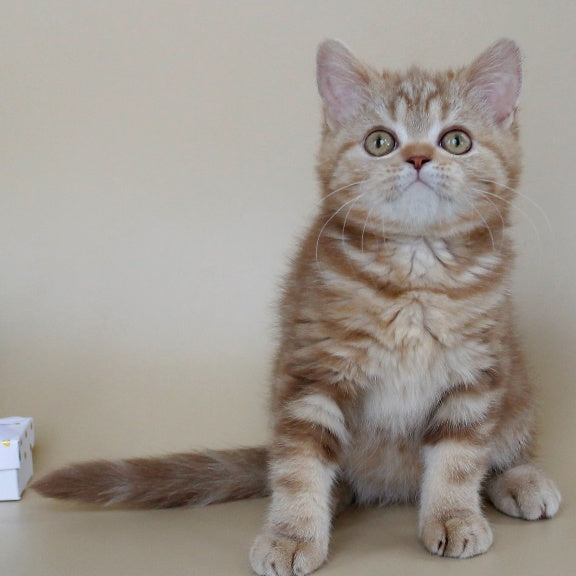 Tasha Scottish Straight male, cinnamon tabby