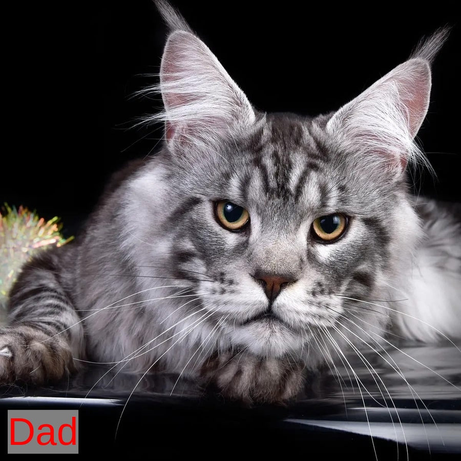 Axel Maine Coon male, black silver