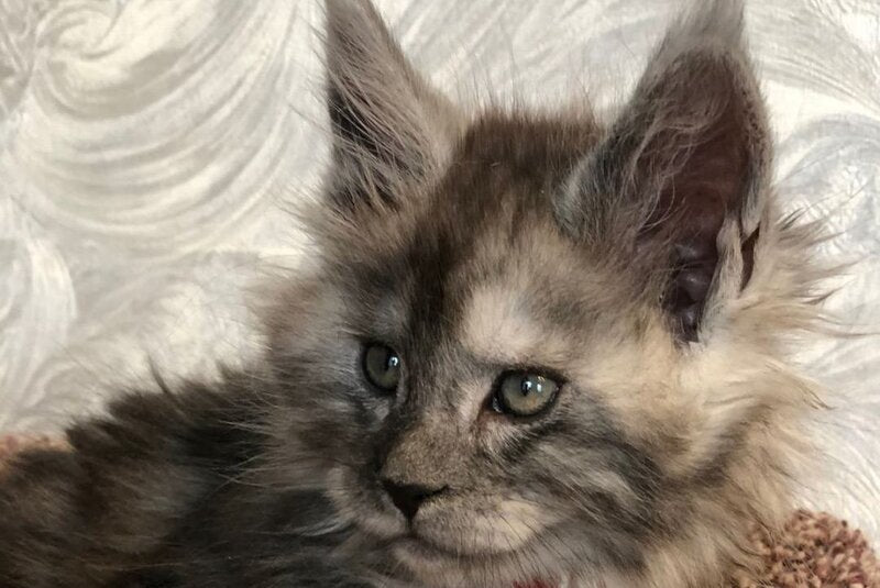 Randevu Maine Coon female black silver - live animals