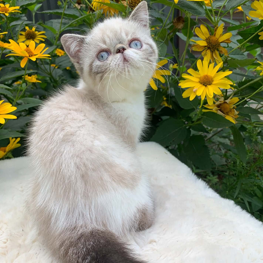 Margo Exotic female, black tabby pointed bicolour