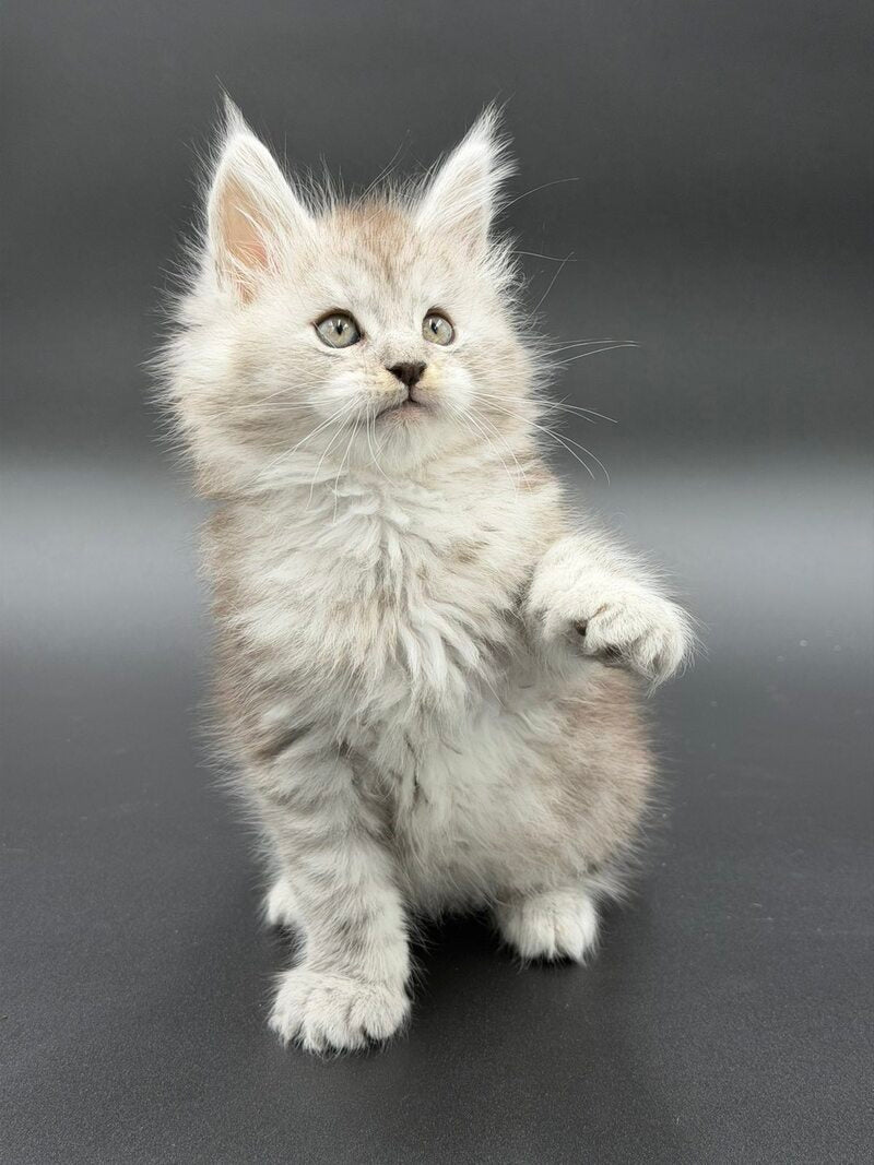Ronald Maine Coon polydactyl male black silver spotted tabby - live animals