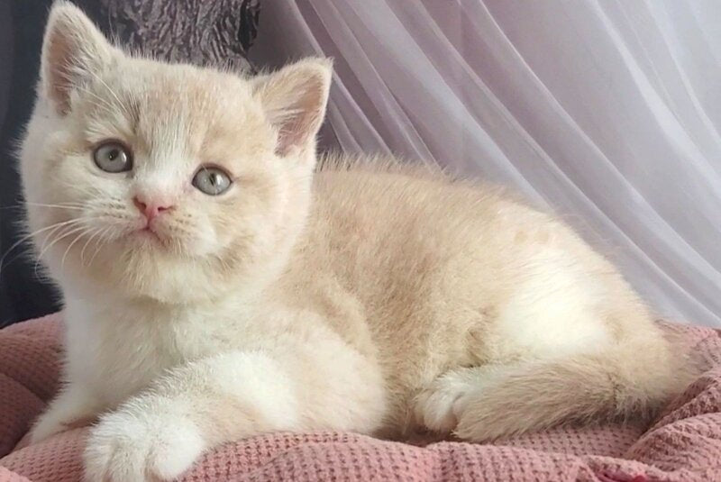 Uno British Shorthair male, cream bicolour