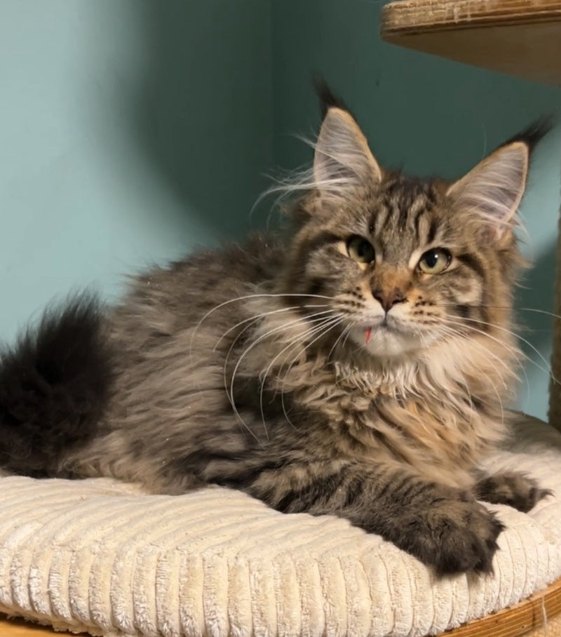 Yolanda Maine Coon female, black spotted tabby
