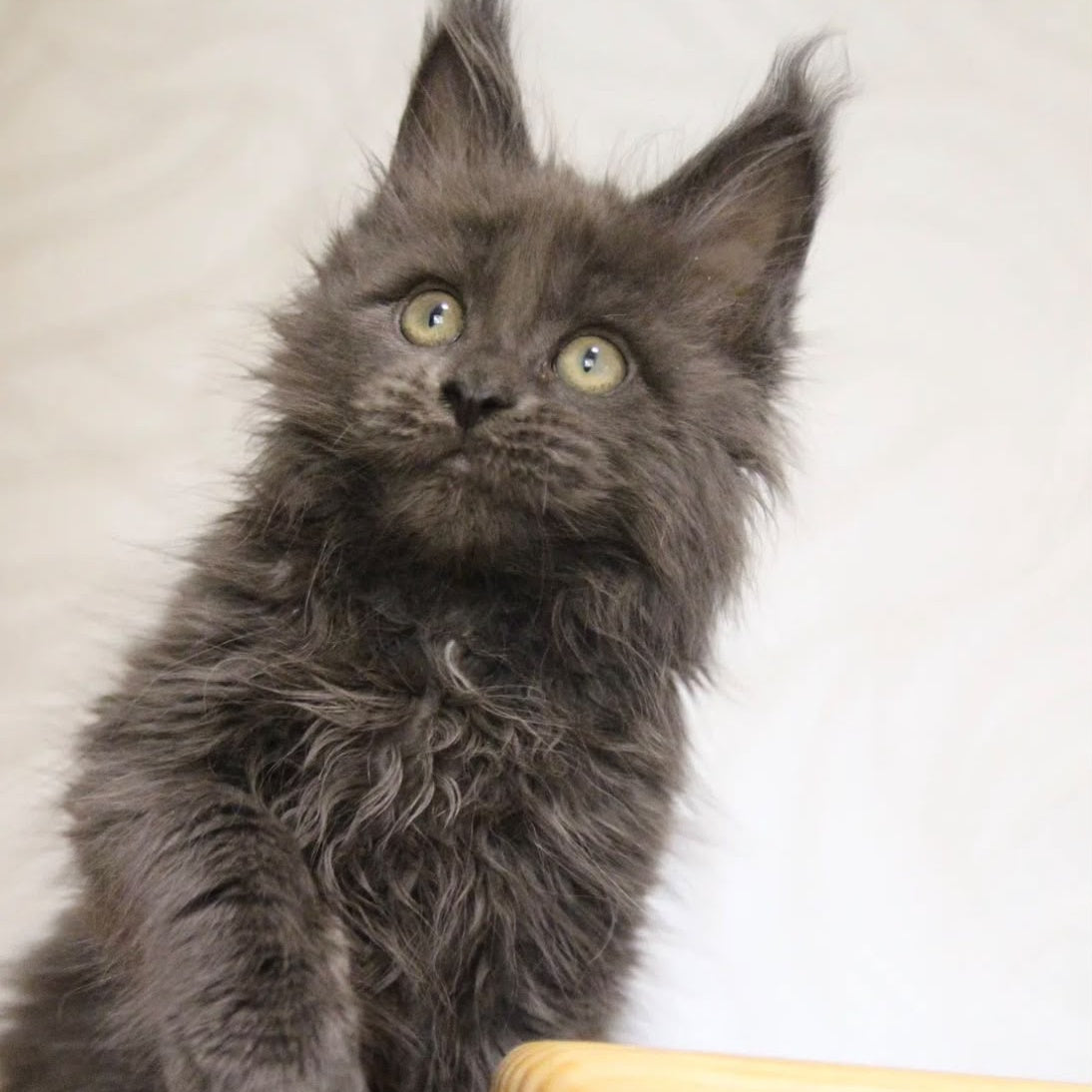 Randy Maine Coon male, blue with white