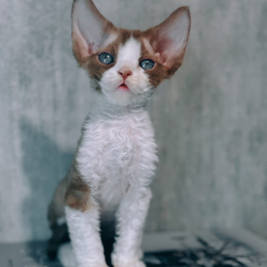 Marcel Devon Rex male, cinnamon bicolour