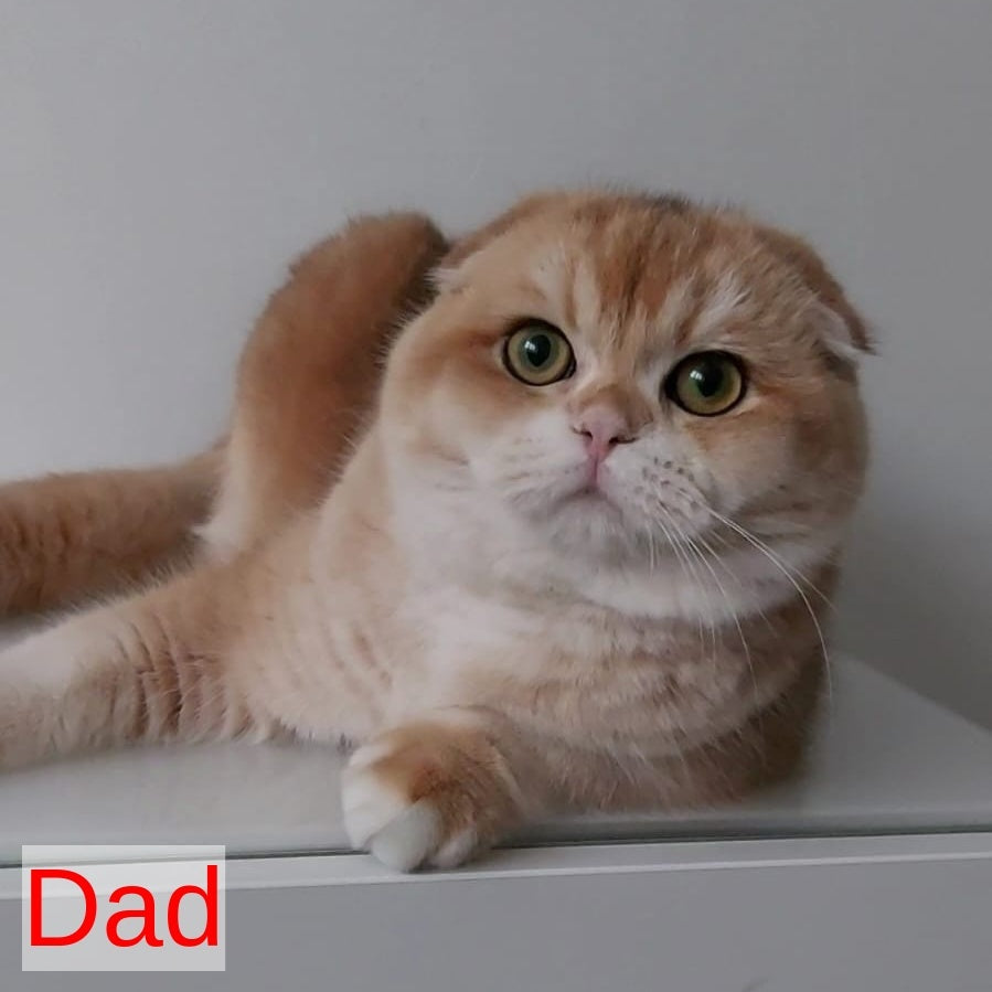 Xavier Scottish Fold male, blue golden chinchilla