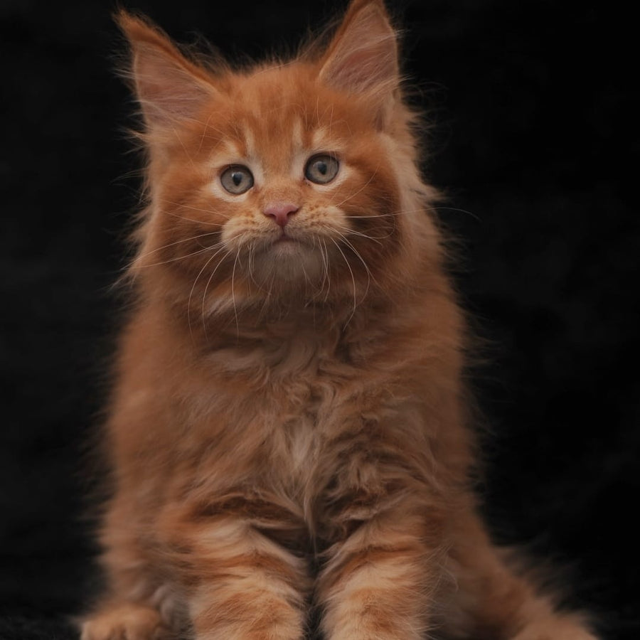 Sem Maine Coon male, red
