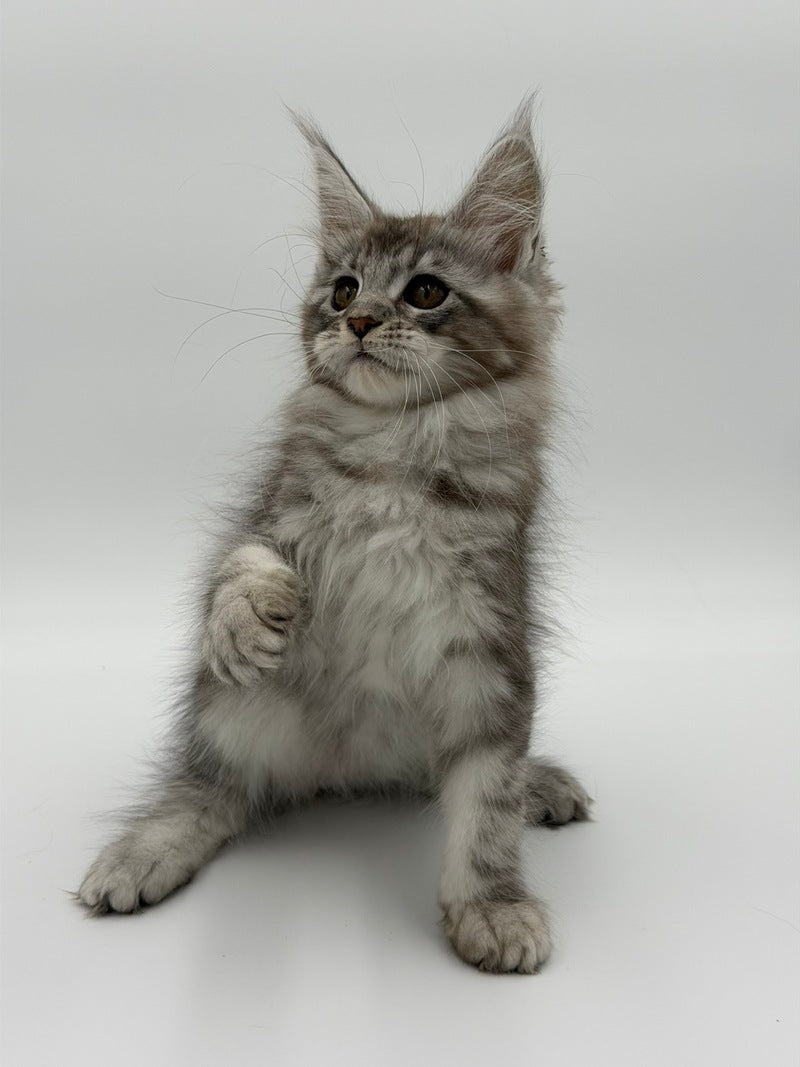 Kotello Maine Coon male black silver tabby - live animals