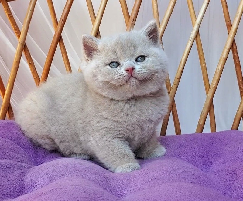 Yasmine British Shorthair female, fawn