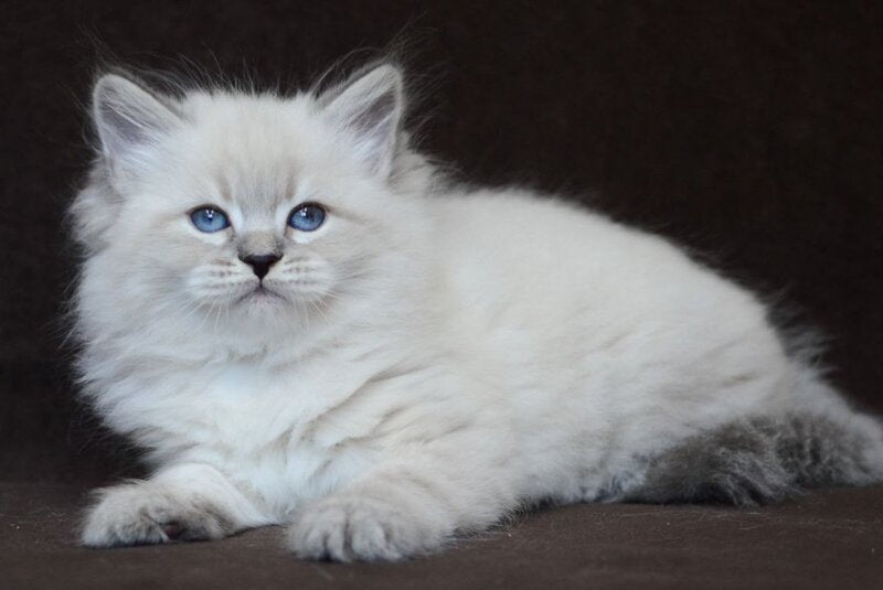 Eliksir Neva Masquerade male, blue tabby pointed