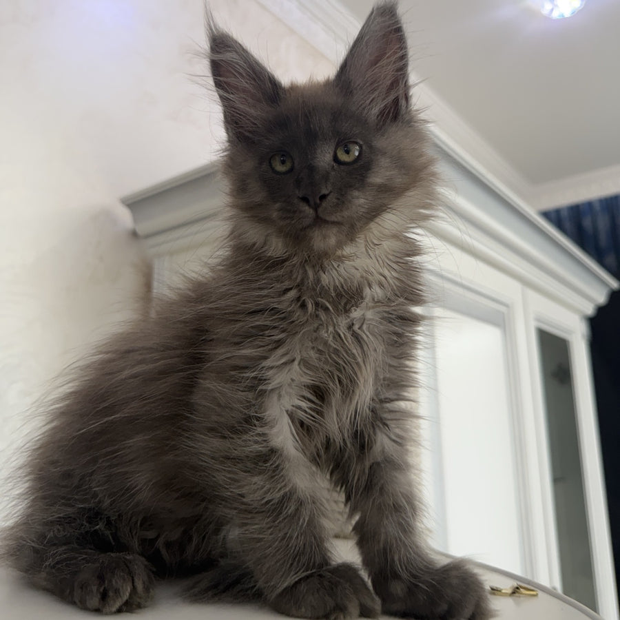 Ahata Maine Coon female, black silver
