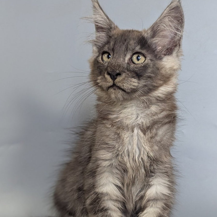 Krys Maine Coon male, black silver