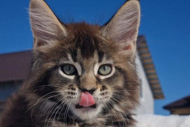 Leopold Maine Coon male black ticked tabby - live animals